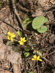Viola orbiculata