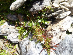 Epilobium brunnescens