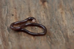 Typhlophis squamosus