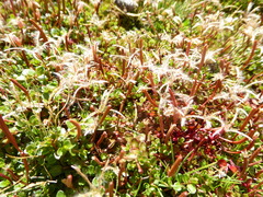 Epilobium brunnescens