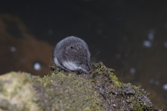 Sorex palustris