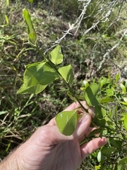 Citrus australis