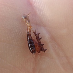Ephydra cinerea