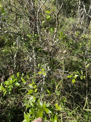 Citrus australis