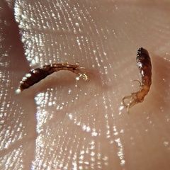 Ephydra cinerea