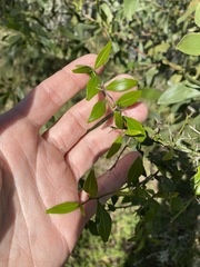 Citrus australis
