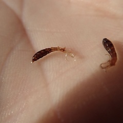 Ephydra cinerea