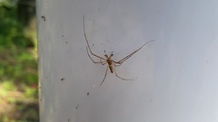 Araneae