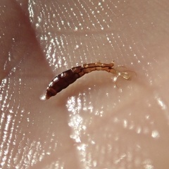 Ephydra cinerea