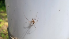 Araneae