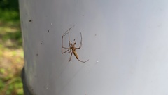 Araneae