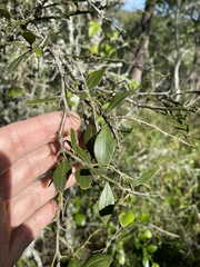 Citrus australis