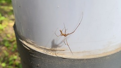Araneae