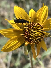Helianthus exilis