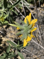Helianthus exilis