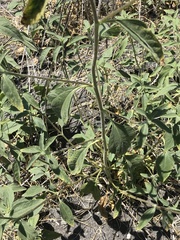 Helianthus exilis