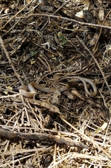 Tantilla hobartsmithi