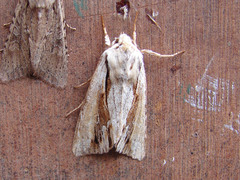 Ichneutica paracausta