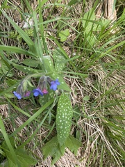 Pulmonaria stiriaca
