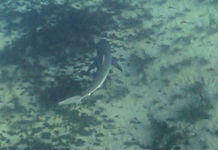Carcharhinus obscurus
