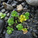 Sand Buttercup - Photo no rights reserved, uploaded by Sunita Singh