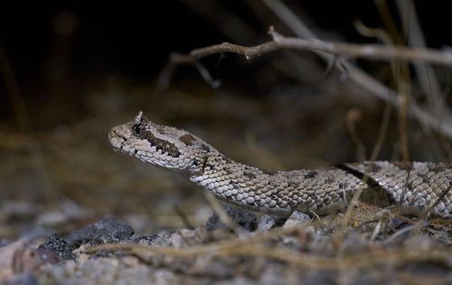Sidewinder, Kern County, US-CA, US, photo 10 of 10