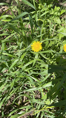Taraxacum officinale