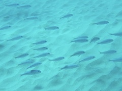 Mulloidichthys vanicolensis