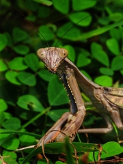 Polyspilota aeruginosa