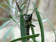 Monistria pustulifera