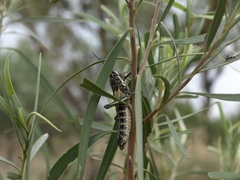 Monistria pustulifera