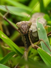 Polyspilota aeruginosa