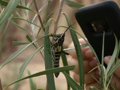 Monistria pustulifera