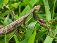Polyspilota aeruginosa
