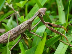 Polyspilota aeruginosa
