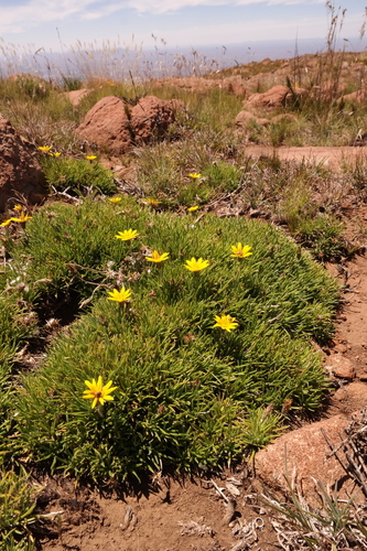 Cluster Treasureflower (Gazania caespitosa)