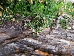 Lobelia eckloniana