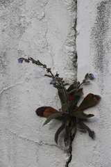 Thyrocarpus sampsonii