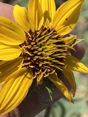 Helianthus exilis