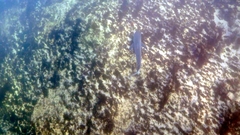 Carcharhinus obscurus