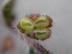 Thyrocarpus sampsonii