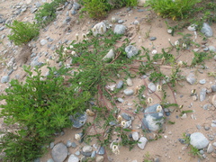 Astragalus marinus