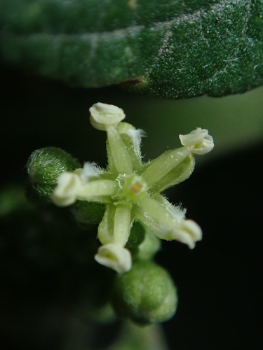Trema orientale
