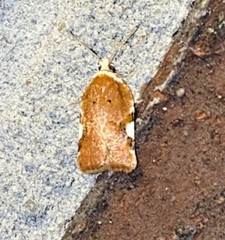 Acleris cervinana