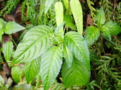 Mercurialis leiocarpa