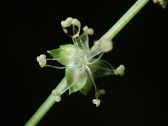 Mercurialis leiocarpa