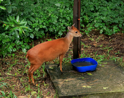 Natal Red Duiker (Cephalophorus natalensis)