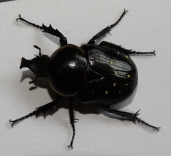Hypselogenia geotrupina geotrupina