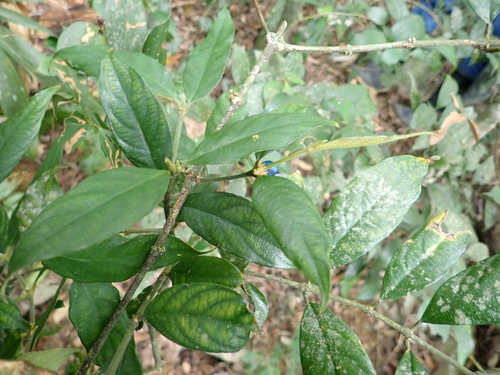 Lasianthus formosensis · iNaturalist