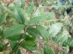 Lasianthus formosensis